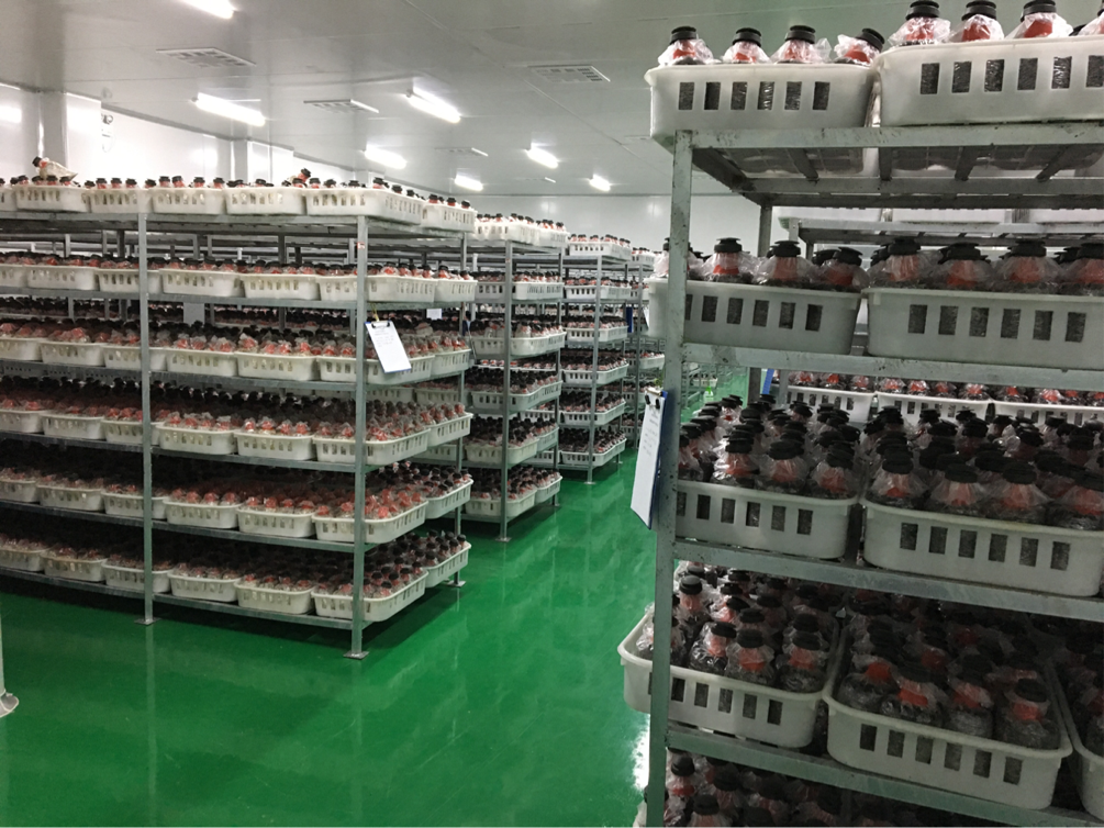 mg冰球突破奢华版(试玩)官方网站